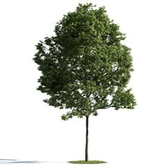 精美树木模型系列 树木模型39