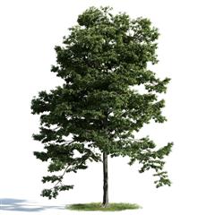 精美树木模型系列 树木模型40