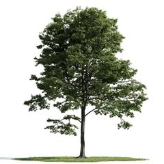 精美树木模型系列 树木模型41