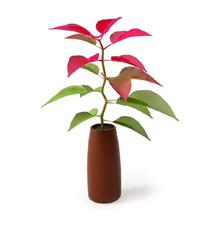 室内植物盆栽系列 一品红