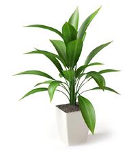 室内植物盆栽系列 竹叶盆栽