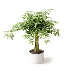 室内植物盆栽系列 观赏竹盆栽