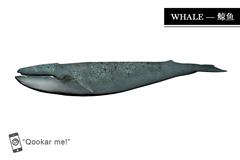 鲸鱼 Whale
