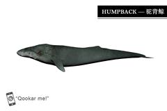 驼背鲸 humpback whale