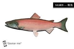 鲑鱼 salmon
