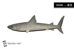 鲨鱼 Shark