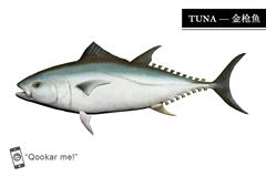金枪鱼 tuna