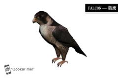 猎鹰 falcon