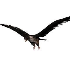 猎鹰 falcon