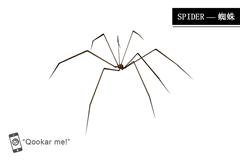 长腿蜘蛛 spider