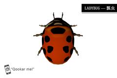 瓢虫 ladybug