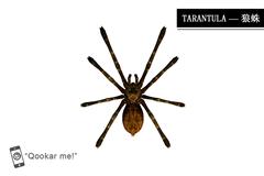 狼蛛 tarantula