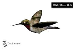 蜂鸟 hummingbird