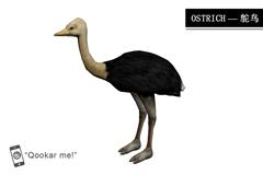 鸵鸟 ostrich