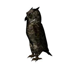 猫头鹰 owl