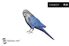 长尾小鹦鹉 parakeet
