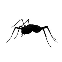 黑蚂蚁 black ant
