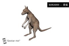 袋鼠 kangaroo