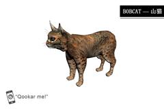 山猫 bobcat