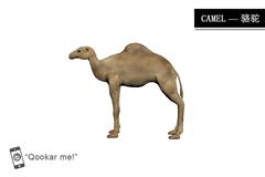 骆驼 camel