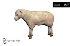 绵羊 sheep