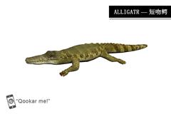 鳄鱼 alligator