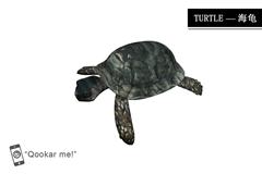 海龟 turtle