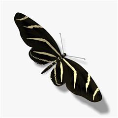 斑纹蝶 Zebra Butterfly