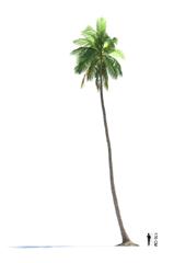 椰子树 样式1